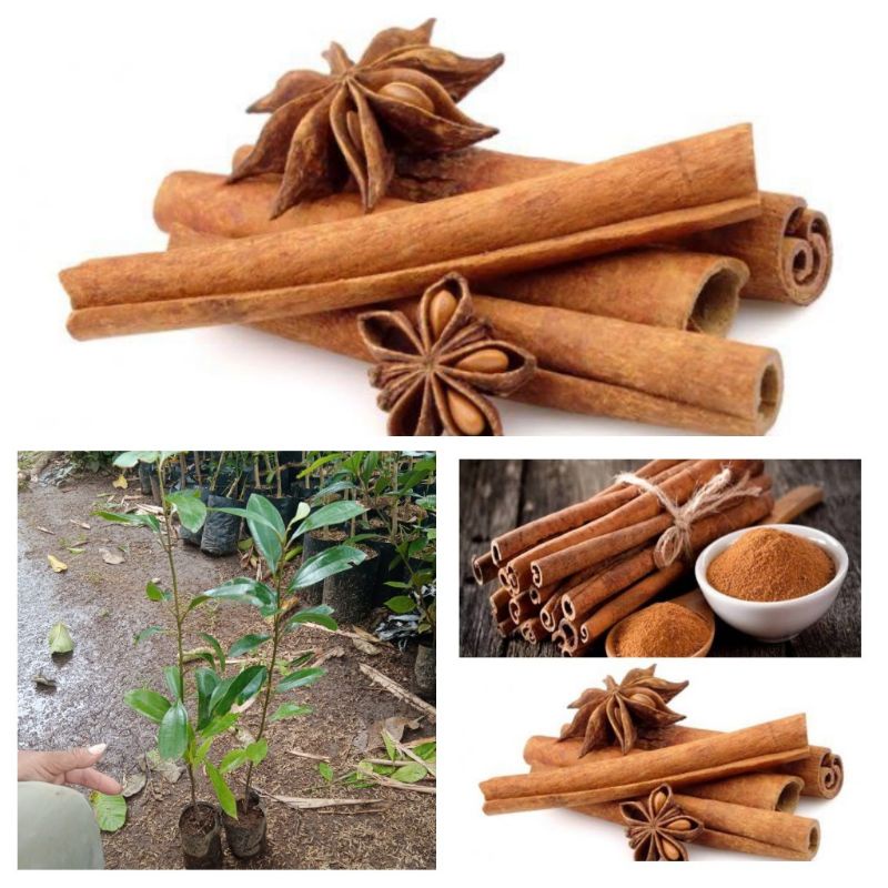 bibit pohon kayu manis siap tanam bibit unggul