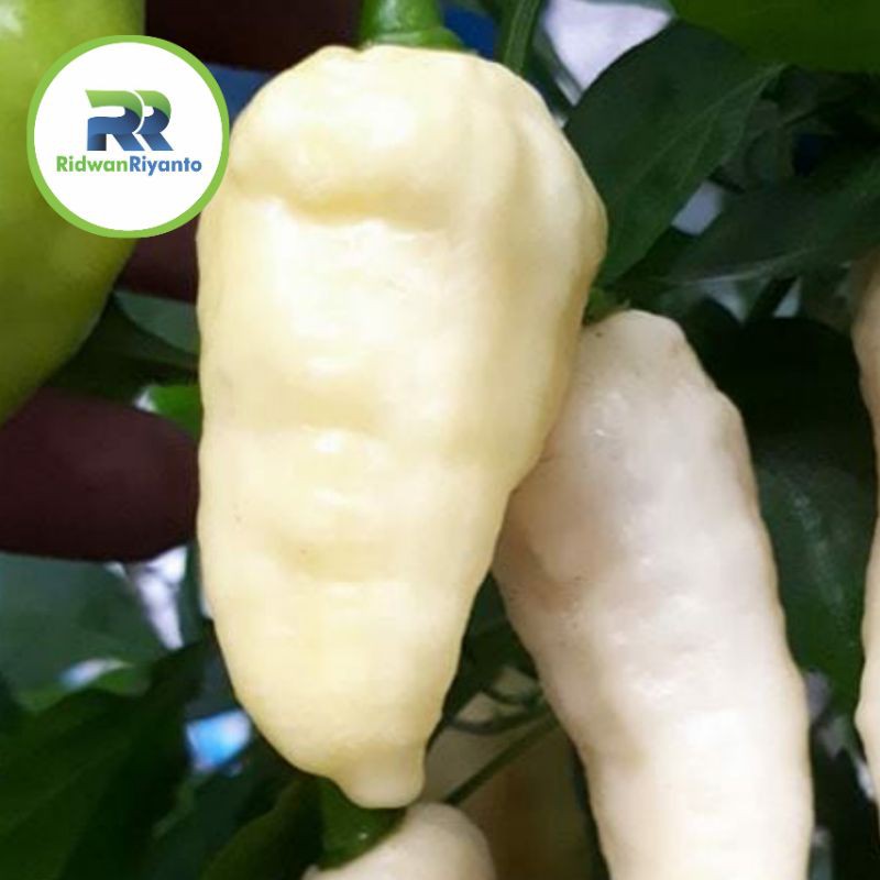 BUAH Cabe BHUT JOLOKIA WHITE adalah Cabai Terpedas di Dunia TAHUN 2006 the Guinness World Records