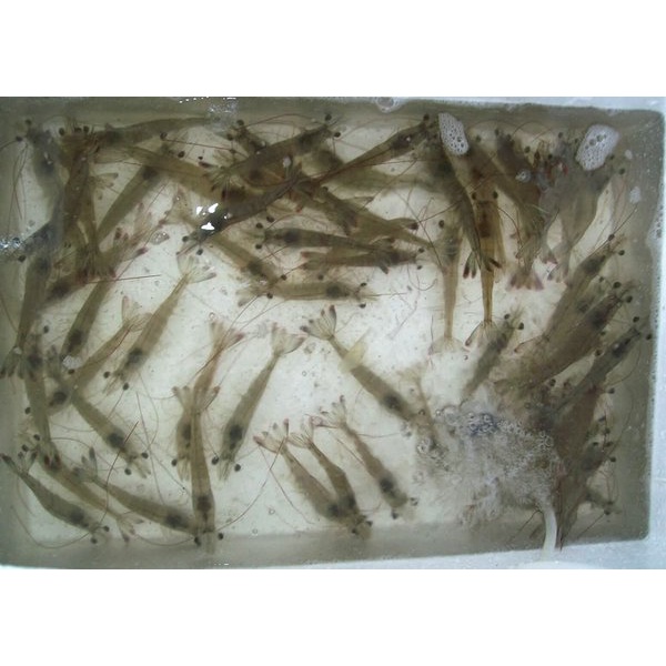 Udang Air Tawar HIDUP untuk PAKAN IKAN