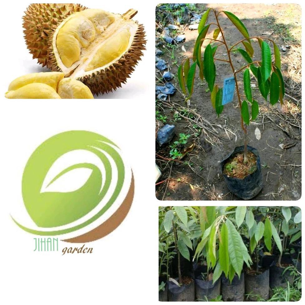 Bibit Okulasi Bibit Tanaman Durian Bawor-Pohon Buah Durian Bawor Mas Kaki 1-Duren Bawor Mas Kw Asli