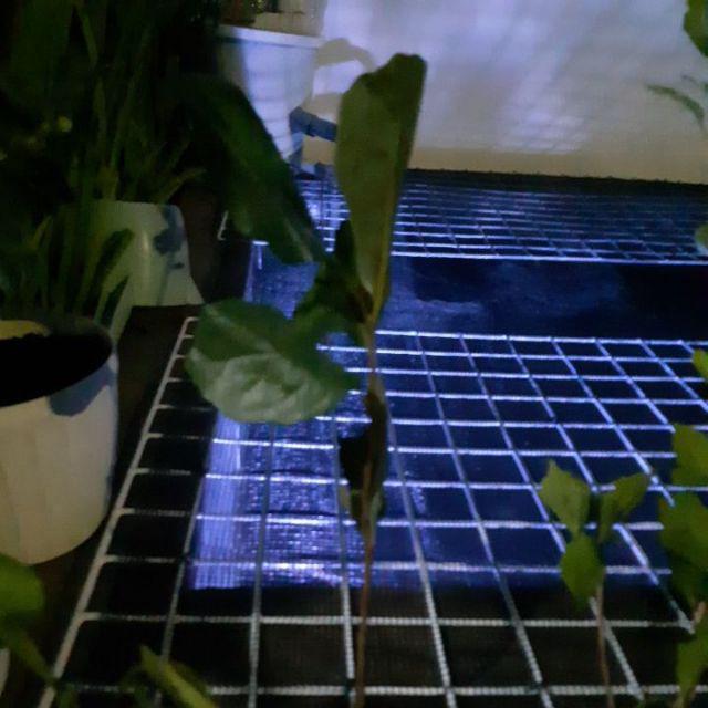 Bibit Tanaman Buah Kesemek Super