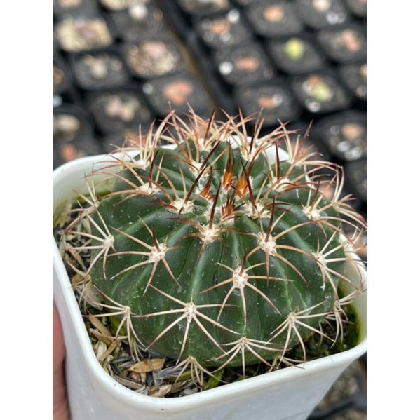 Kaktus Melocactus Matanzanus