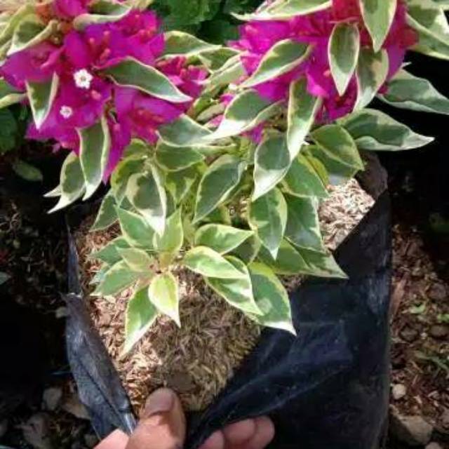 Tanaman Hias Bougenville Singapur Varigata Sudah Berakar Bogenvile Shopee Indonesia