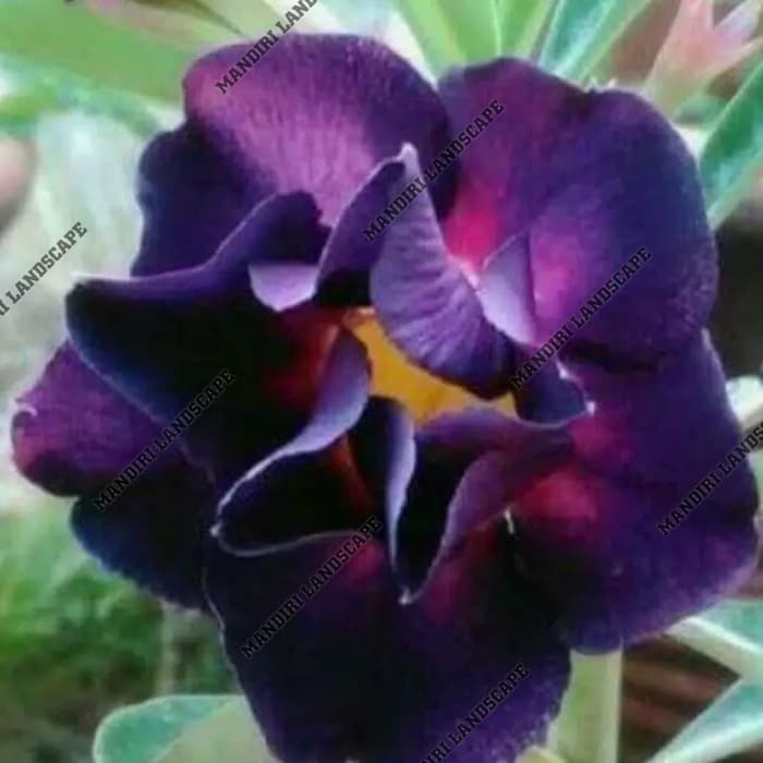 

NEW! Bibit Bunga Kamboja Adenium Purple Honsu