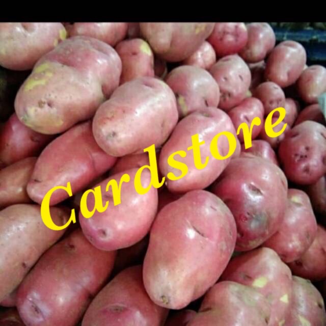 

Kentang Merah Berastagi 1000 gram - 1 kg