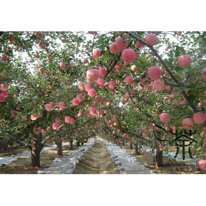 Bibit / Benih Biji Buah Apel Paradise Apple Fruit Seed Isi 10 Biji-8