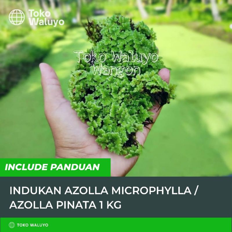 Jual Bibit Indukan Azolla Pinata Microphylla 1Kg | Shopee Indonesia
