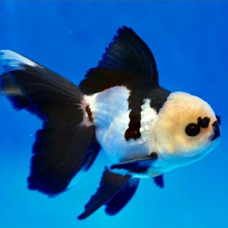 ORANDA PANDA MURAH