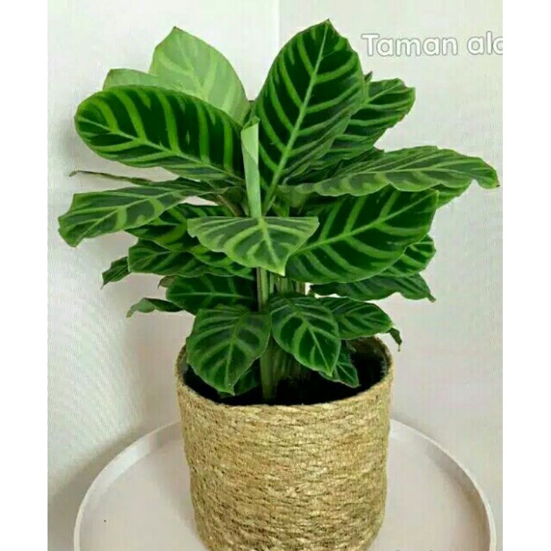 Tanaman hias Calathea zebrina-Calathea zebrina