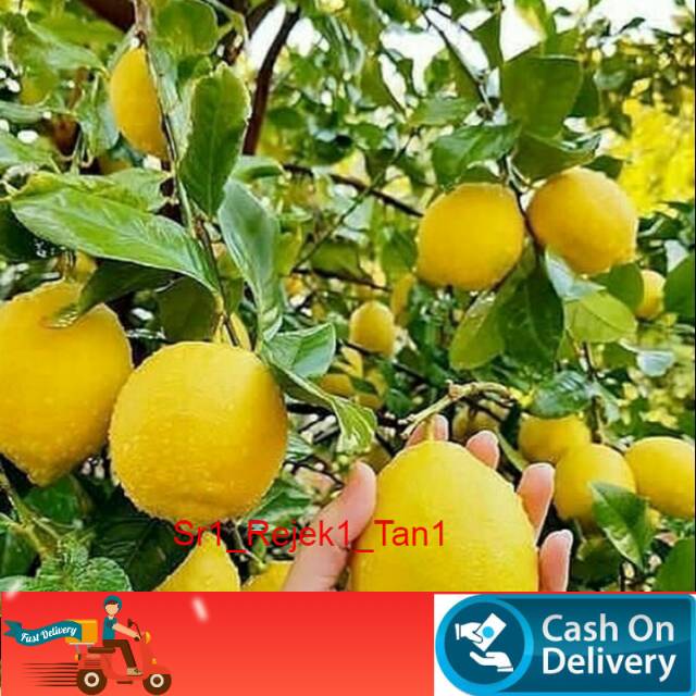 Bibit buah lemon Sudah Berbuah/kondisi sudah Berbuah