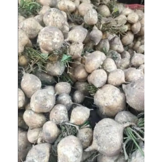 

buah Bengkoang 1 kg