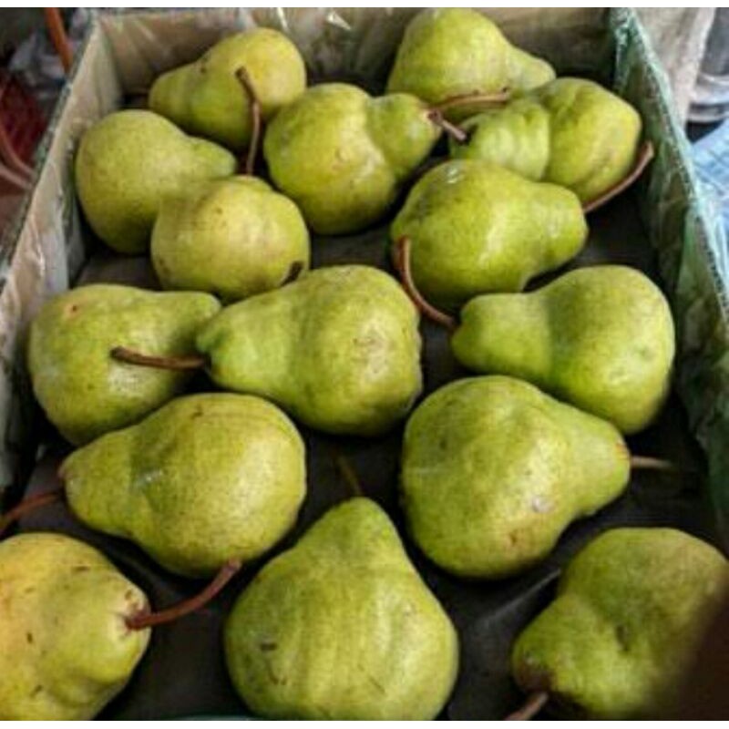 

Pear Import Packham Africa Large Fresh 1 Kg (I.37)