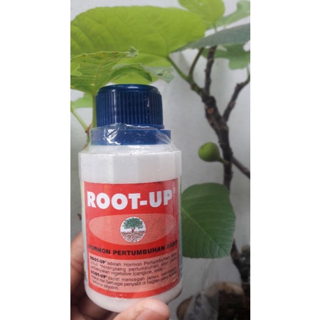 Root Up Hormon Akar Terbaik