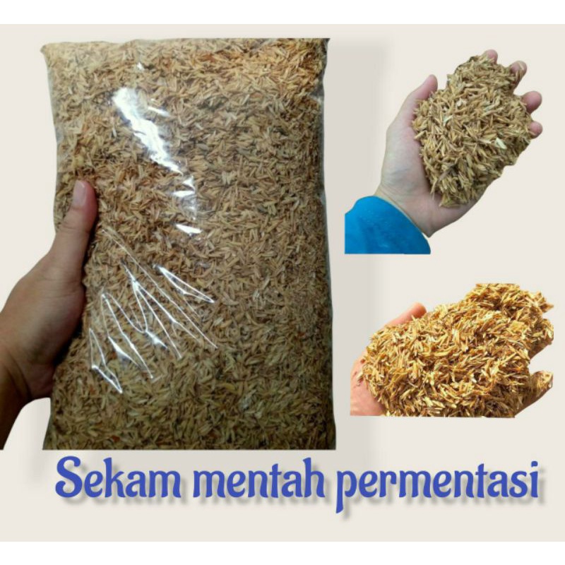 1kg sekam mentah fermentasi | media tanam sekam mentah lapuk siap pakai | penggembur tanah