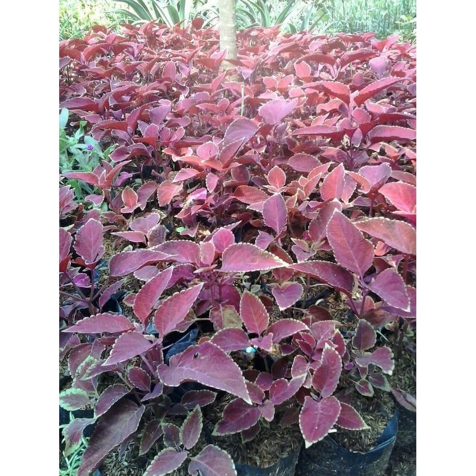 Tanaman Hias Miana - Tanaman Obat Miana - Coleus Scutellarioides