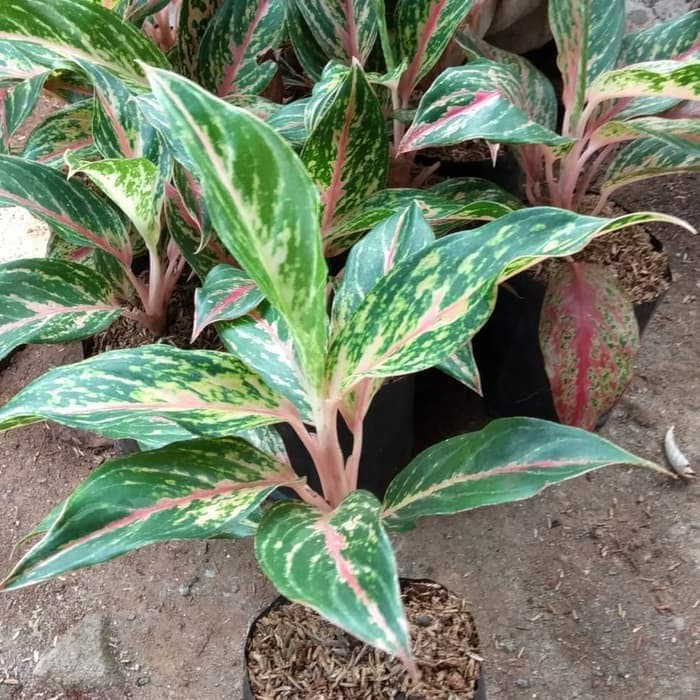 tanaman hias aglonema butterfly - aglonema butterfly⠀⠀⠀⠀⠀