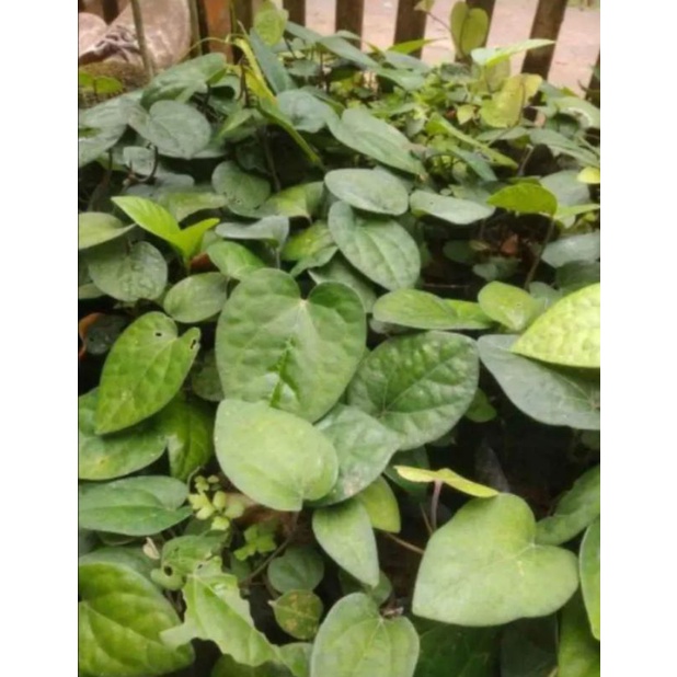 

BumiExotic Bibit kemukus peredu asli sudah terbukti berkualitas