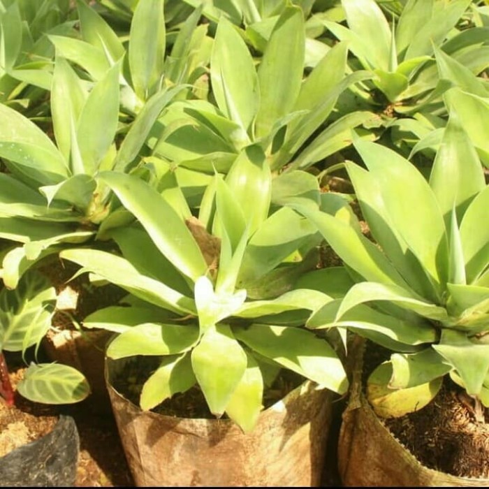 Tanaman Agave Attenuata Tanaman Siklok Hijau Tanaman Siklok