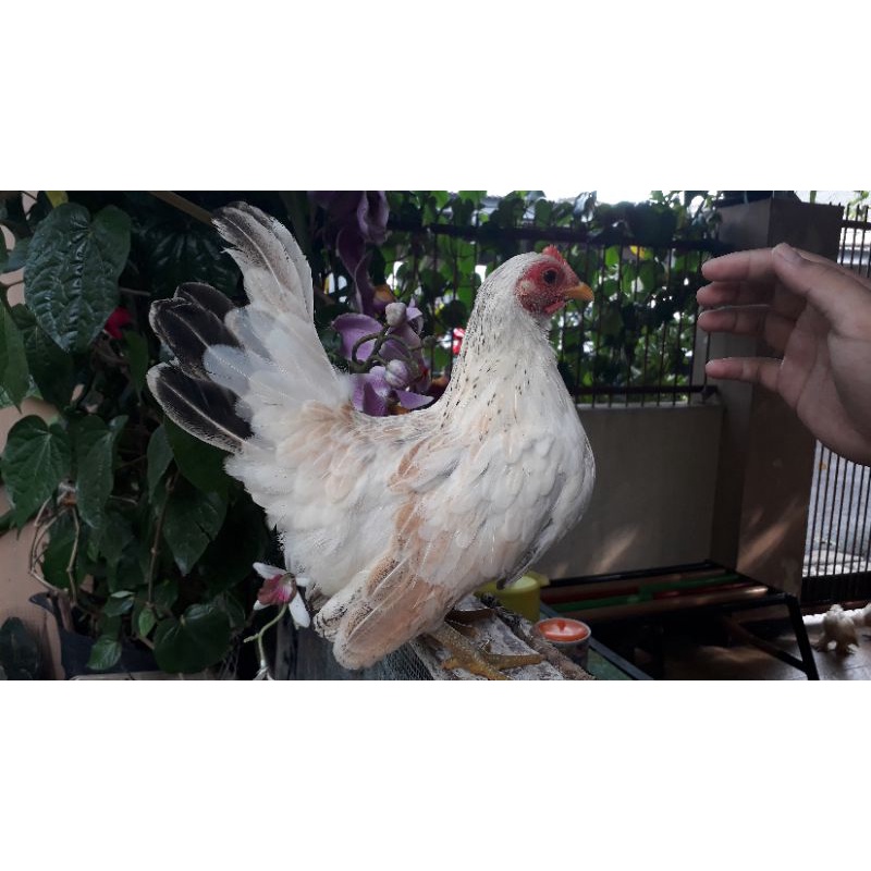 610+ Contoh Gambar Batik Unggas Gratis Terbaru