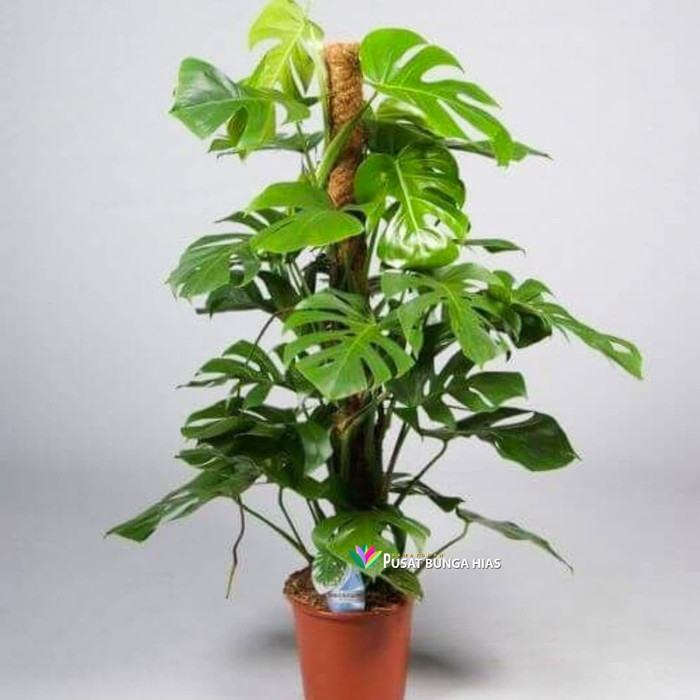 PROMO TERBARU Tanaman hias monstera deliciosa / Tanaman indoor rambat
