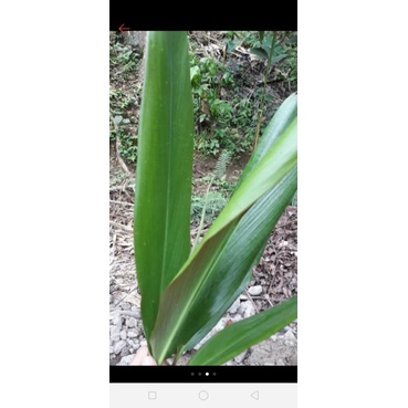 daun hanjuang /hayuang  perlembar