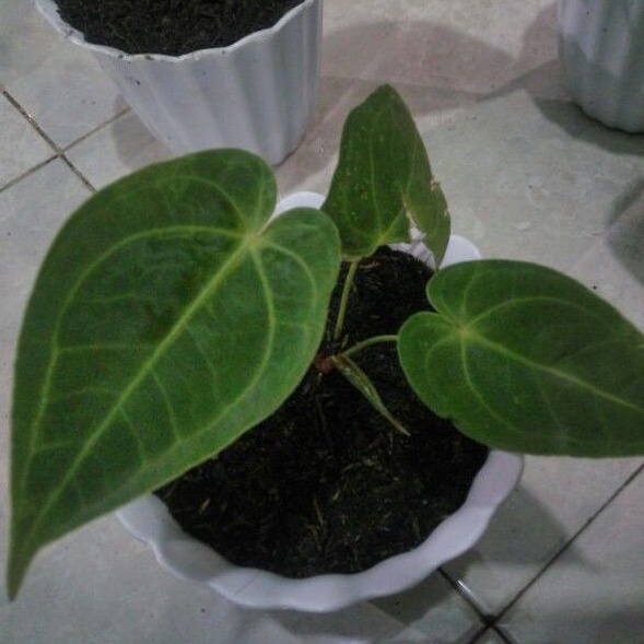 Anthurium Veitchii x Anthurium Warocqueanum