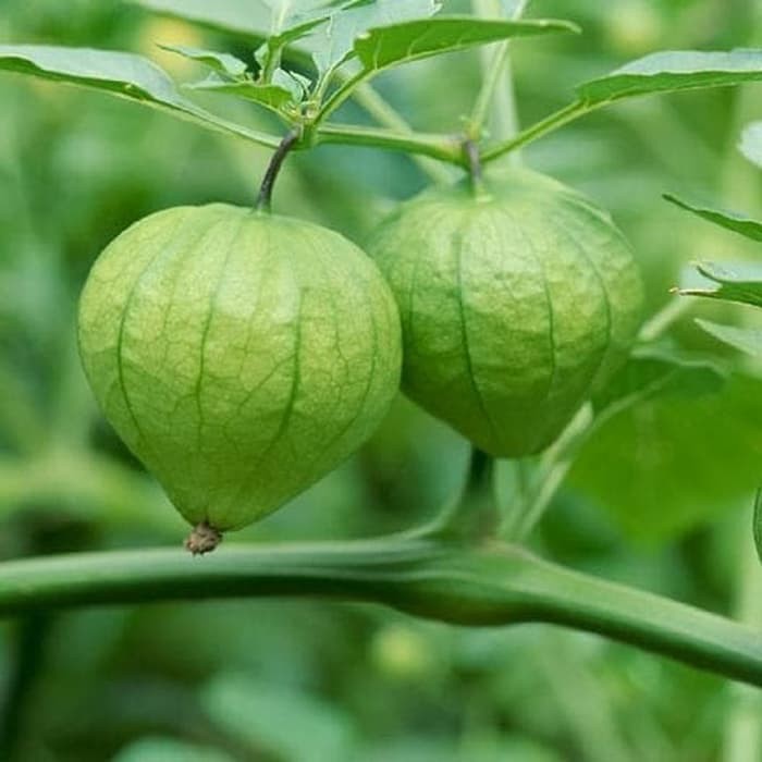 gooseberry footmuff