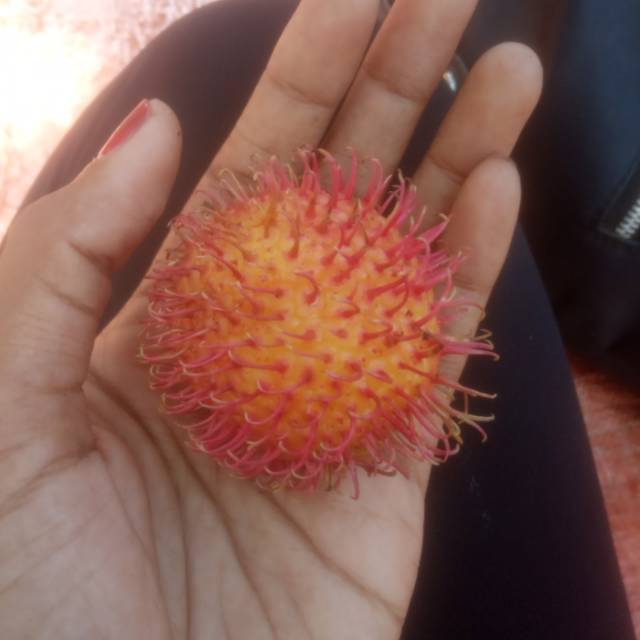 

RAMBUTAN /ACEH