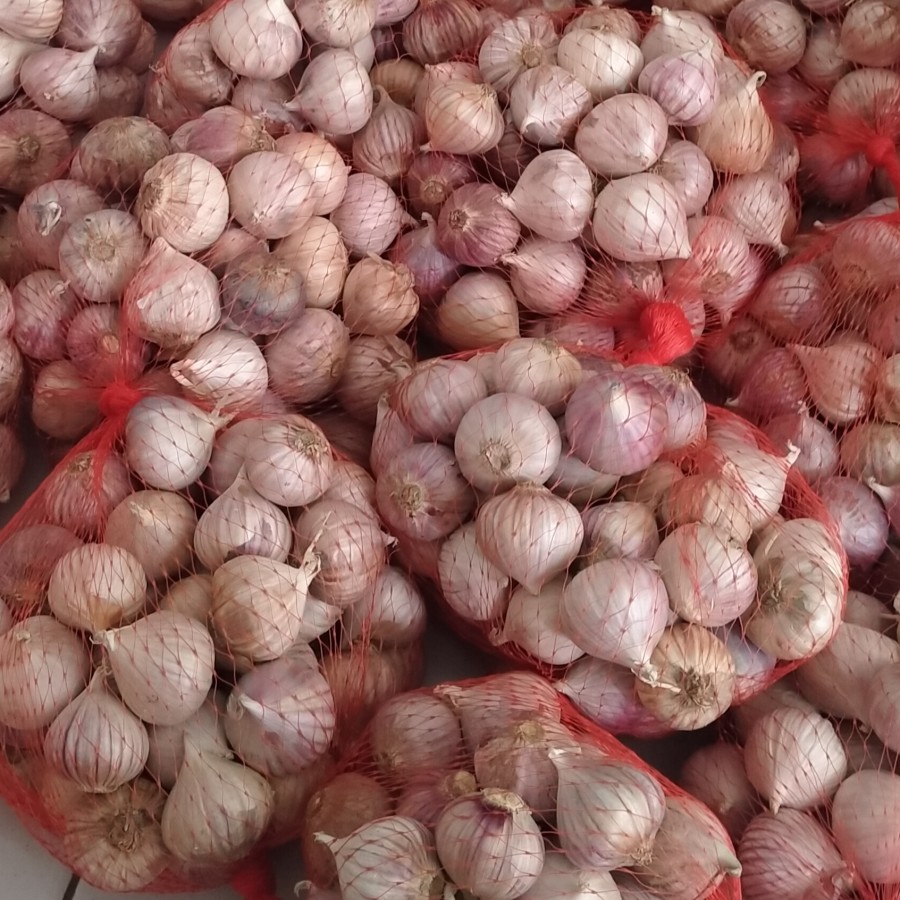 

Bawang Lanang bawang puting tunggal