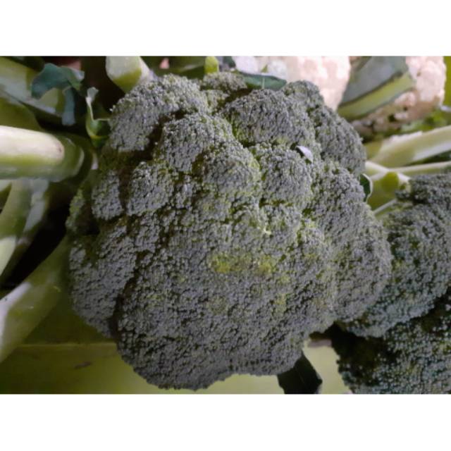 

BROKOLI HIJAU SEGAR 500 gram / Sayur Sembako Murah Bandung