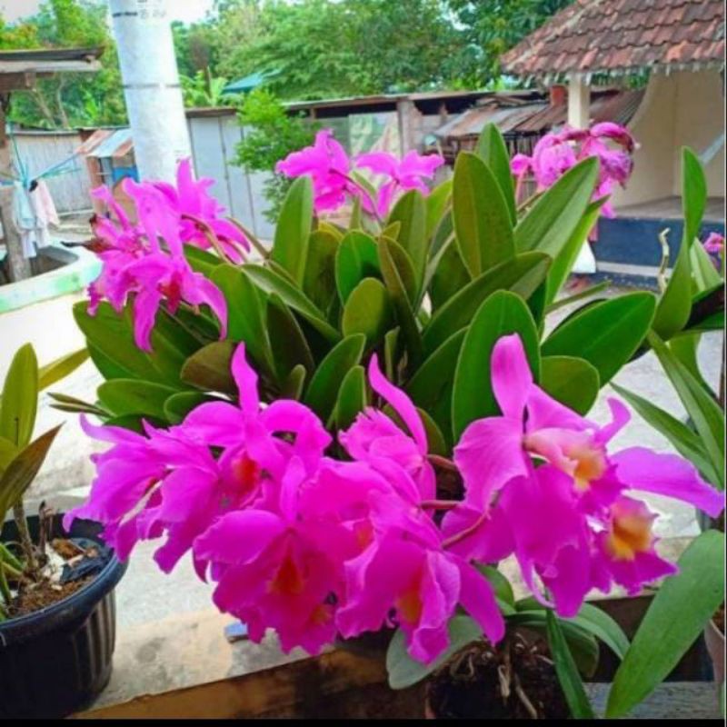 Tanaman hias bunga Anggrek Cattleya mantini - pohon anggrek