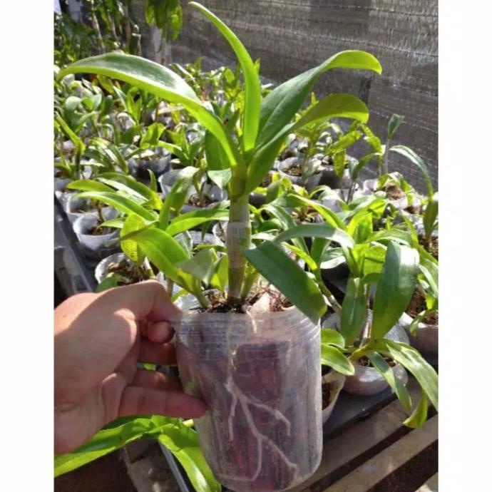 Seedling Anggrek Dendrobium Sky Blue harvestf00