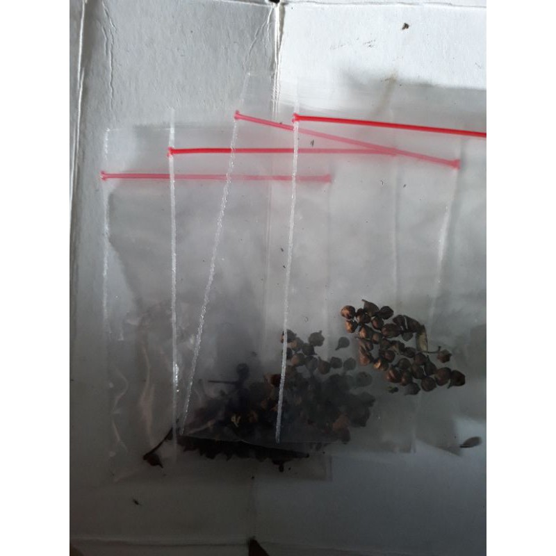 bahan bonsai biji Bucida spinosa/black olive isi 30