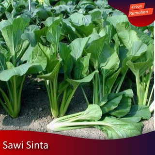 250 Biji Benih Sawi manis Shinta Bibit Sayuran Yang Cocok Untuk Berkebun Skala Rumahan #1