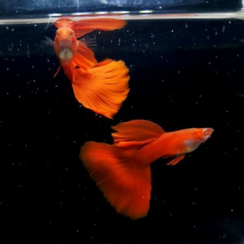 

Ikan hias guppy albino ful red jantan