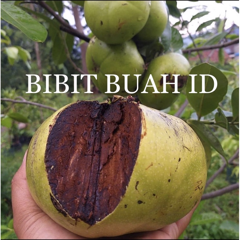 SAWO HITAM / BLACK SAPOTE