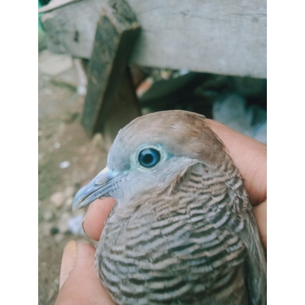 Burung perkutut cemani katuranggan Tunjung biru