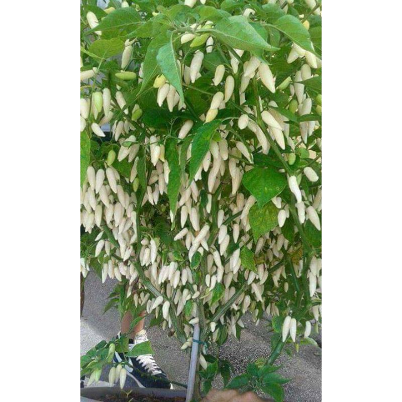 cabe white cayotte Zan isi 20 benih