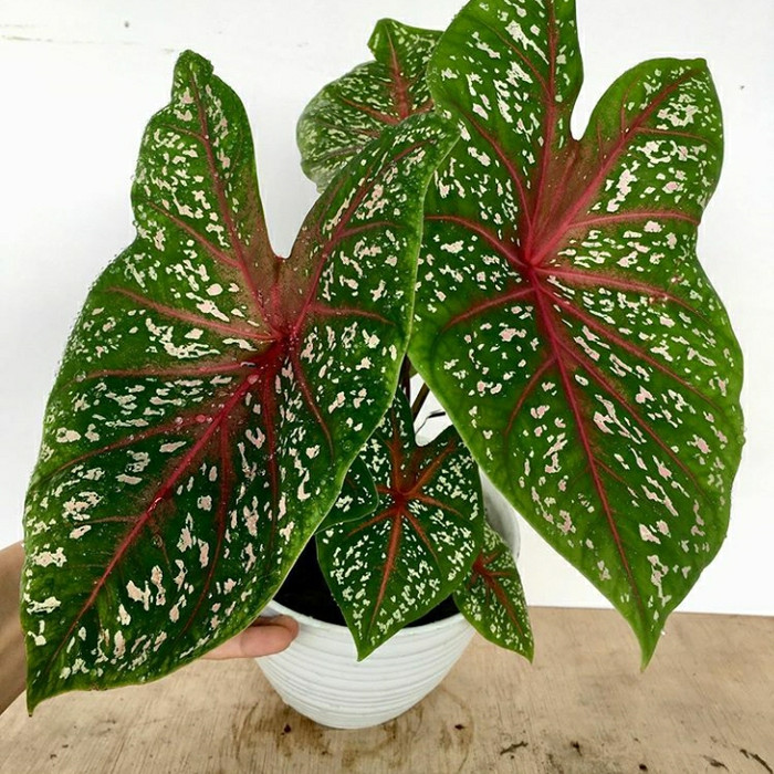 keladi red star/caladium red star