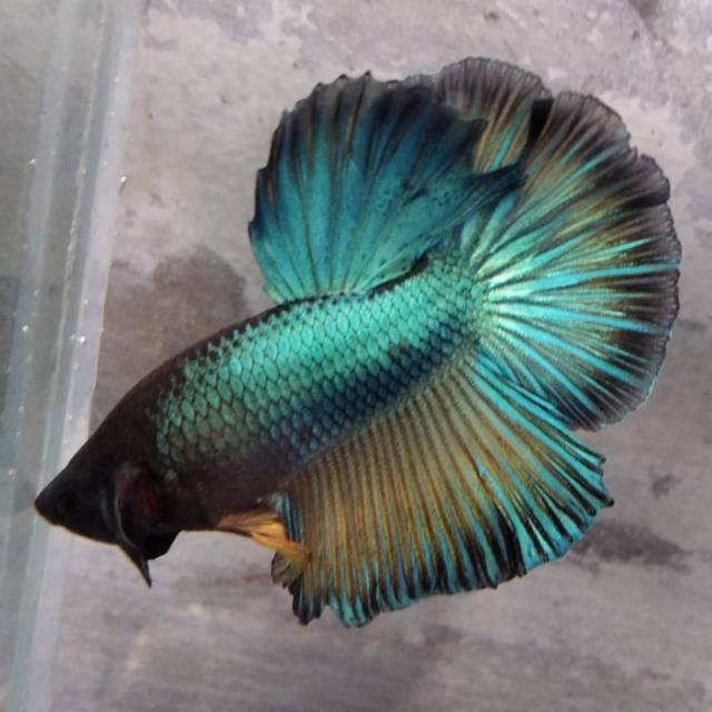 Cupang slayer halfmoon