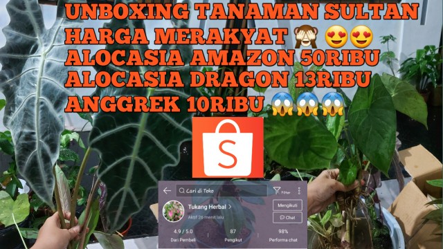 Tanaman Hias Keladi Amazon Murah