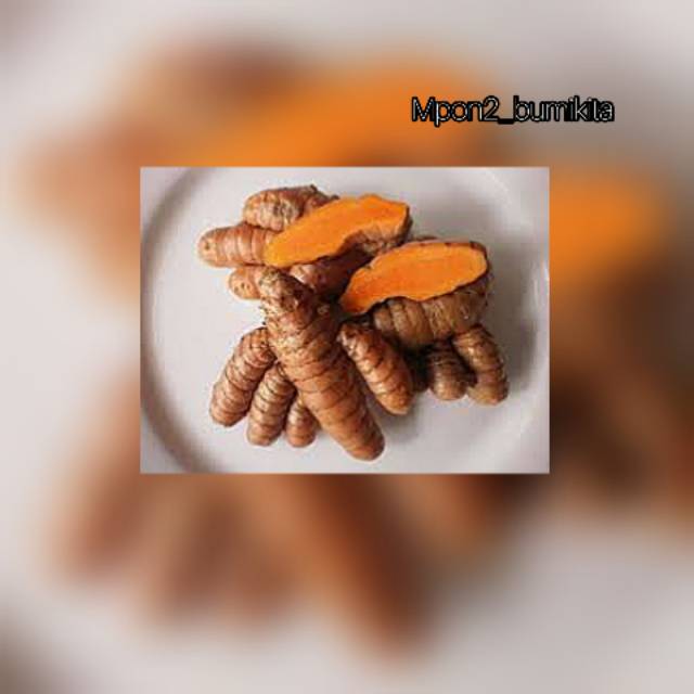 

Kunyit bumbu dapur 250 gr bersih tanpa tanah