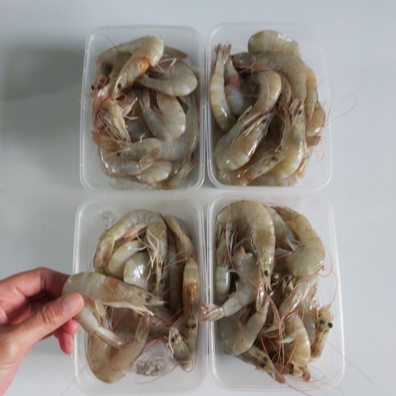 

Udang Putih Utuh size 51/60 Fresh Beku 500 gram