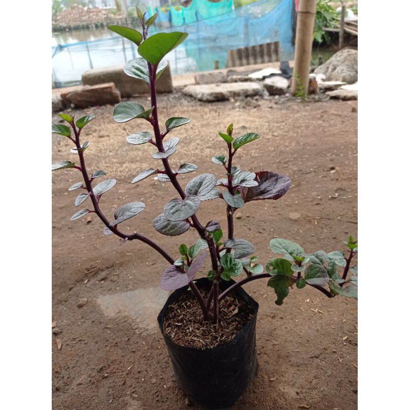 pohon Binahong , Tanaman Herbal Binahong, Binahong Merah