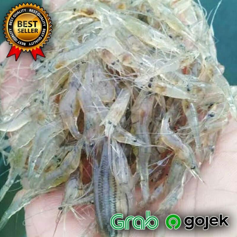 udang hidup sehat pakan ikan predator