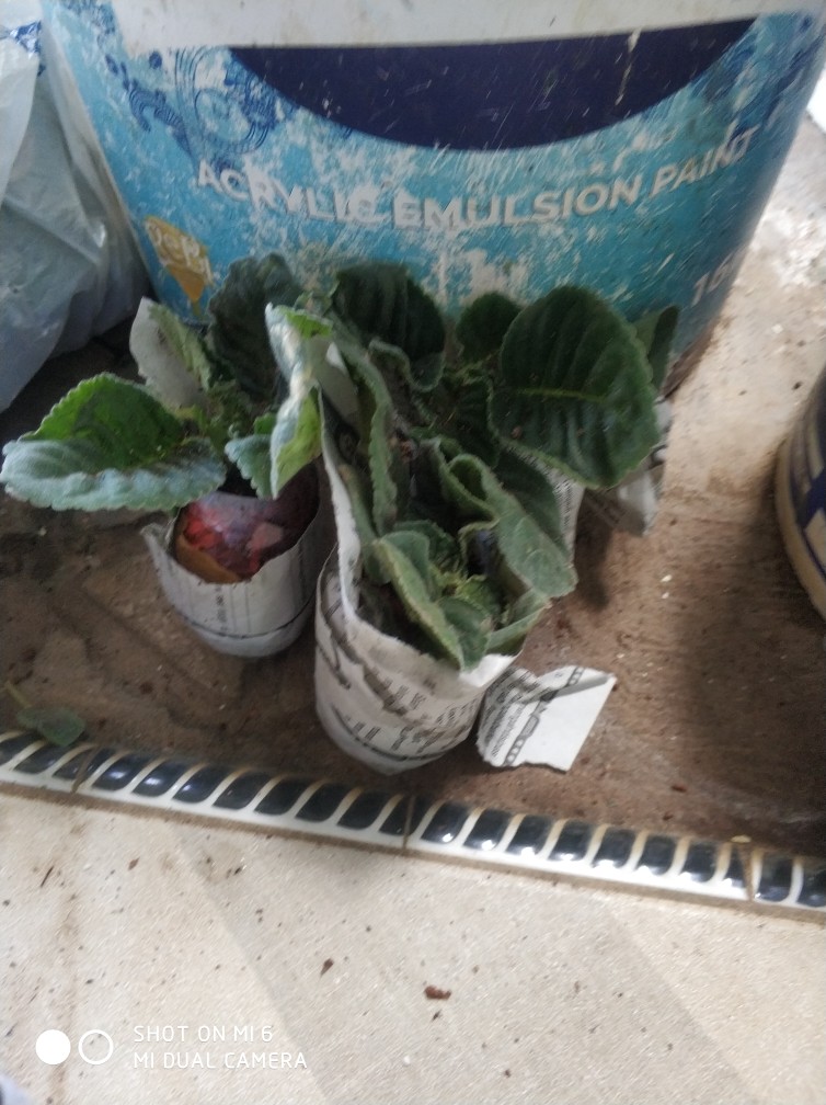 Tanaman Hias - Bunga Gloxinia - Warna Random