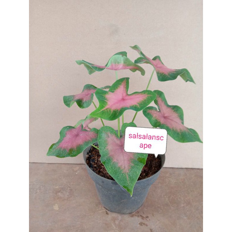 Pohon Keladi Merah Tanaman Keladi Merah