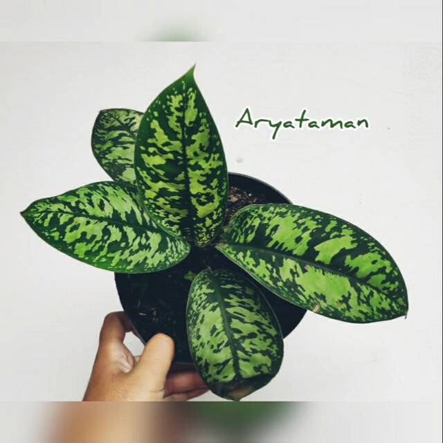 Tanaman Hias FICTUM TRICOLOR | AGLONEMA KARET | PHILO KARET