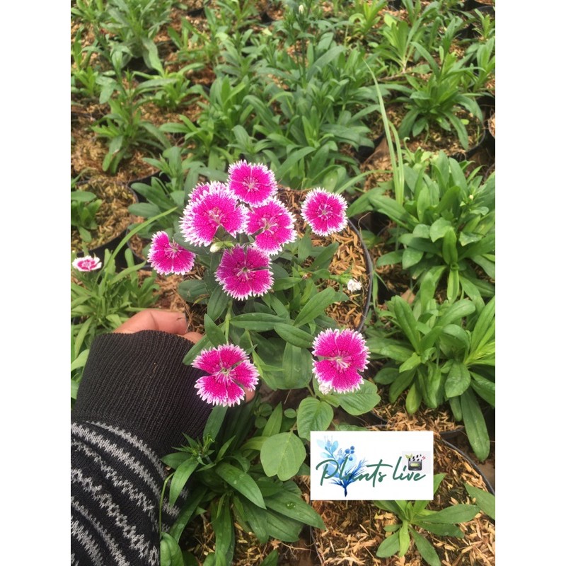 diantus / anyelir ungu kombinasi putih