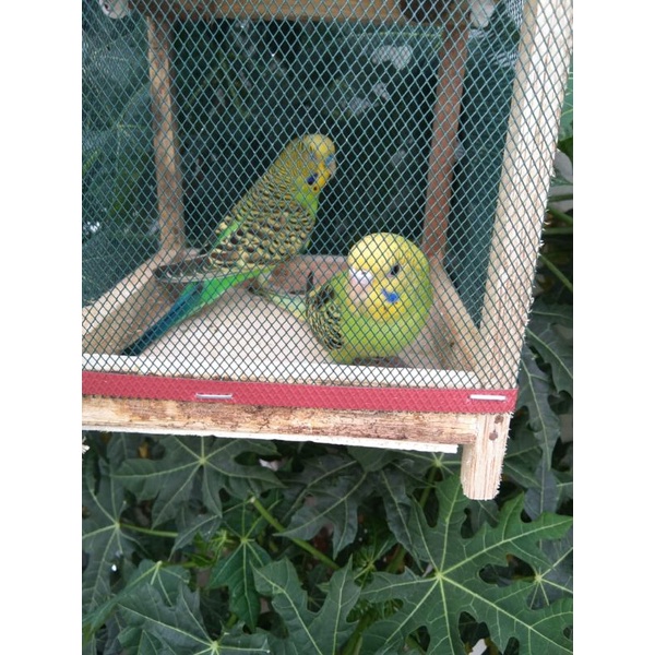 jual burung parkit sepasang